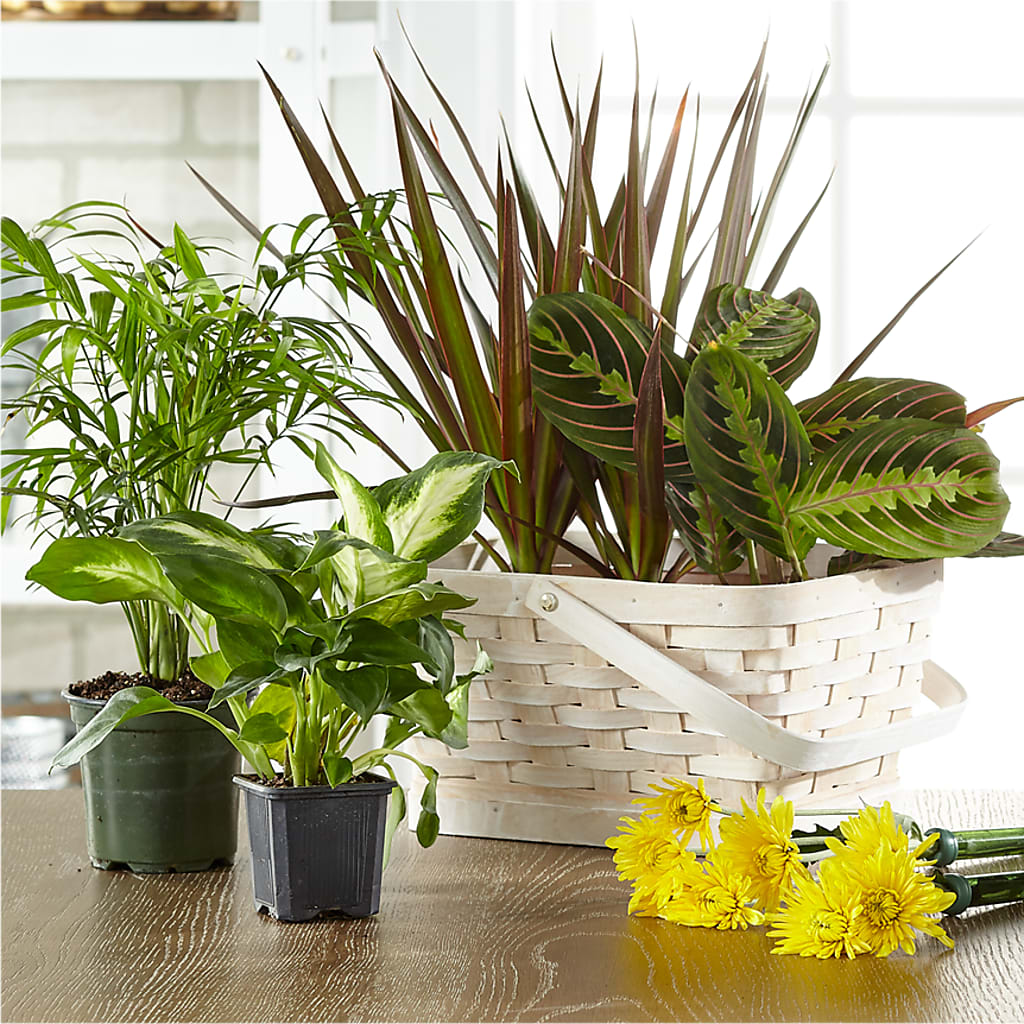 Florist Designed Blooming and Green Plants in a Basket – ALWAYS & FOREVER FLORAL, Delbarton WV