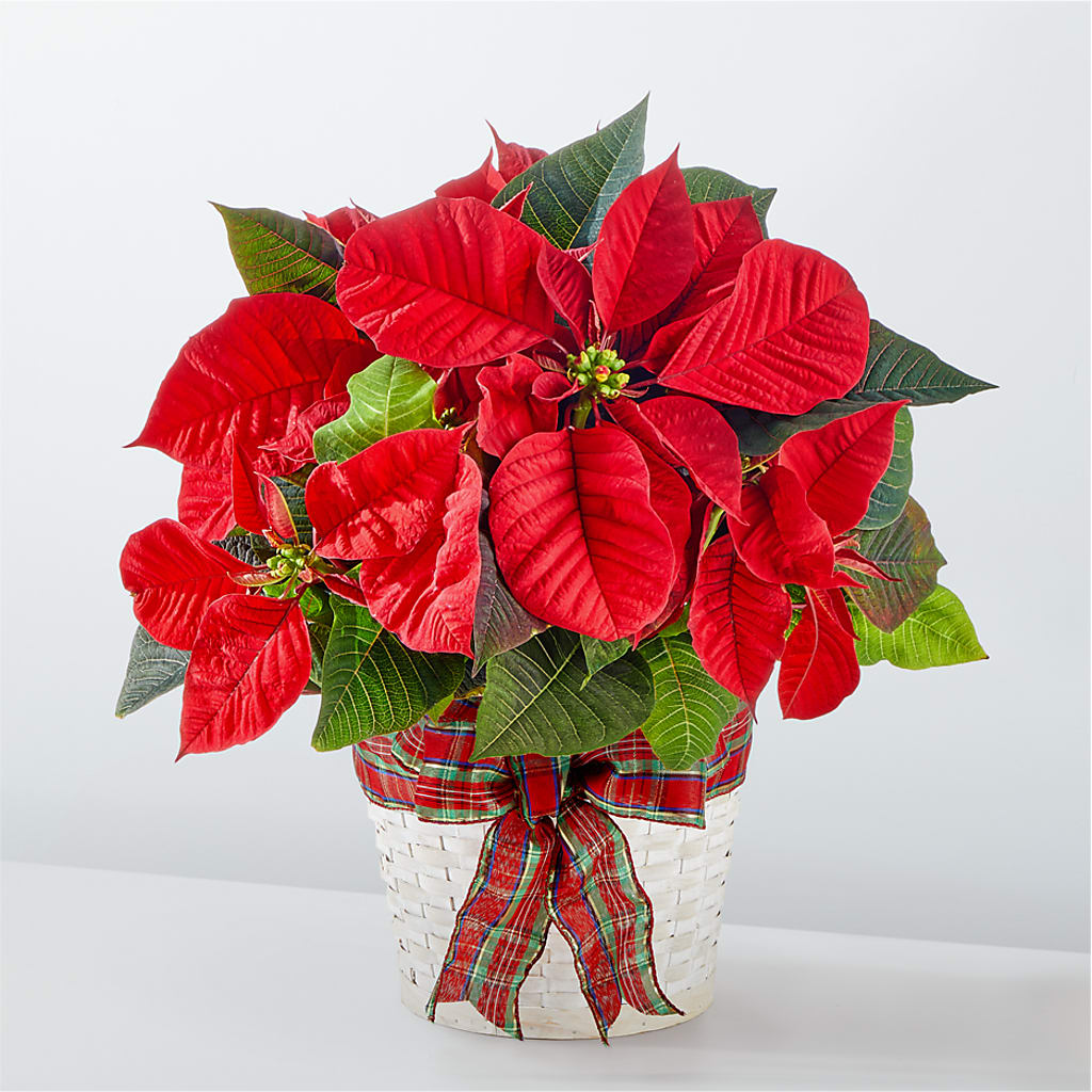 Happiest Holidays Poinsettia – ALWAYS & FOREVER FLORAL, Delbarton WV