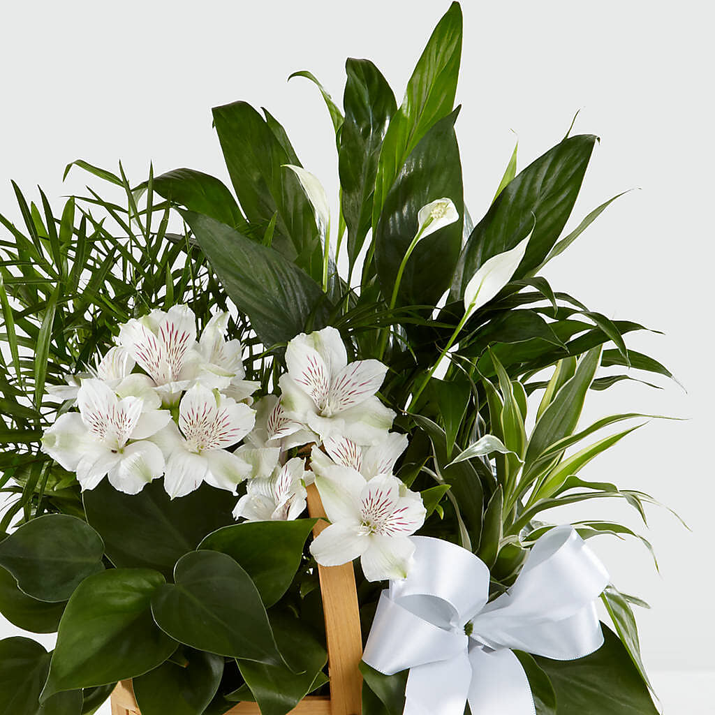 Peace & Serenity Dishgarden – ALWAYS & FOREVER FLORAL, Delbarton WV