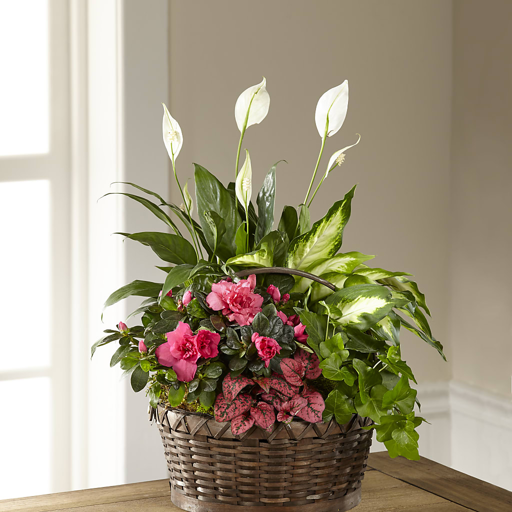 Dream in Pink Dishgarden – ALWAYS & FOREVER FLORAL, Delbarton WV