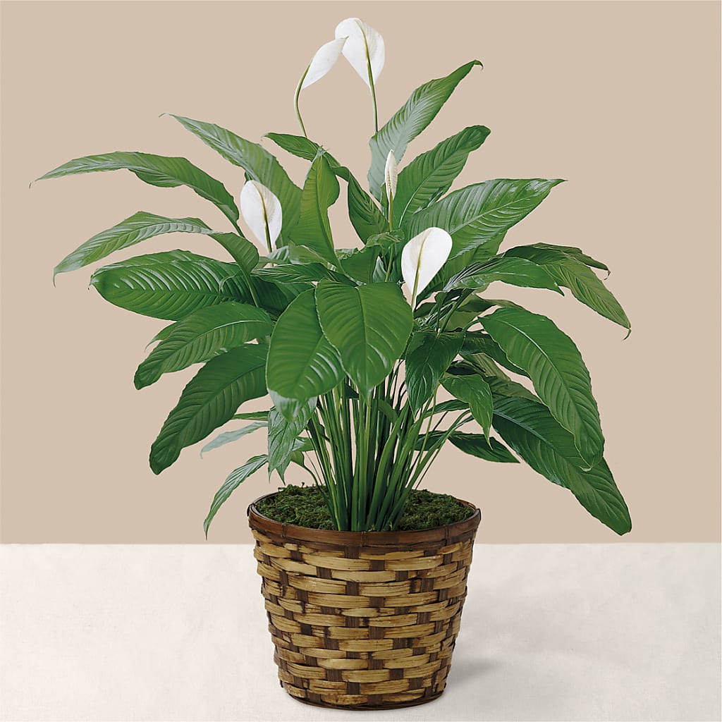 Tranquil Moments Peace Lily Plant – ALWAYS & FOREVER FLORAL, Delbarton WV