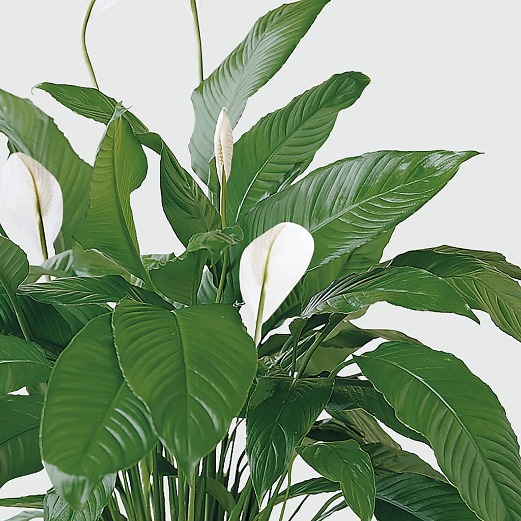 Tranquil Moments Peace Lily Plant – ALWAYS & FOREVER FLORAL, Delbarton WV