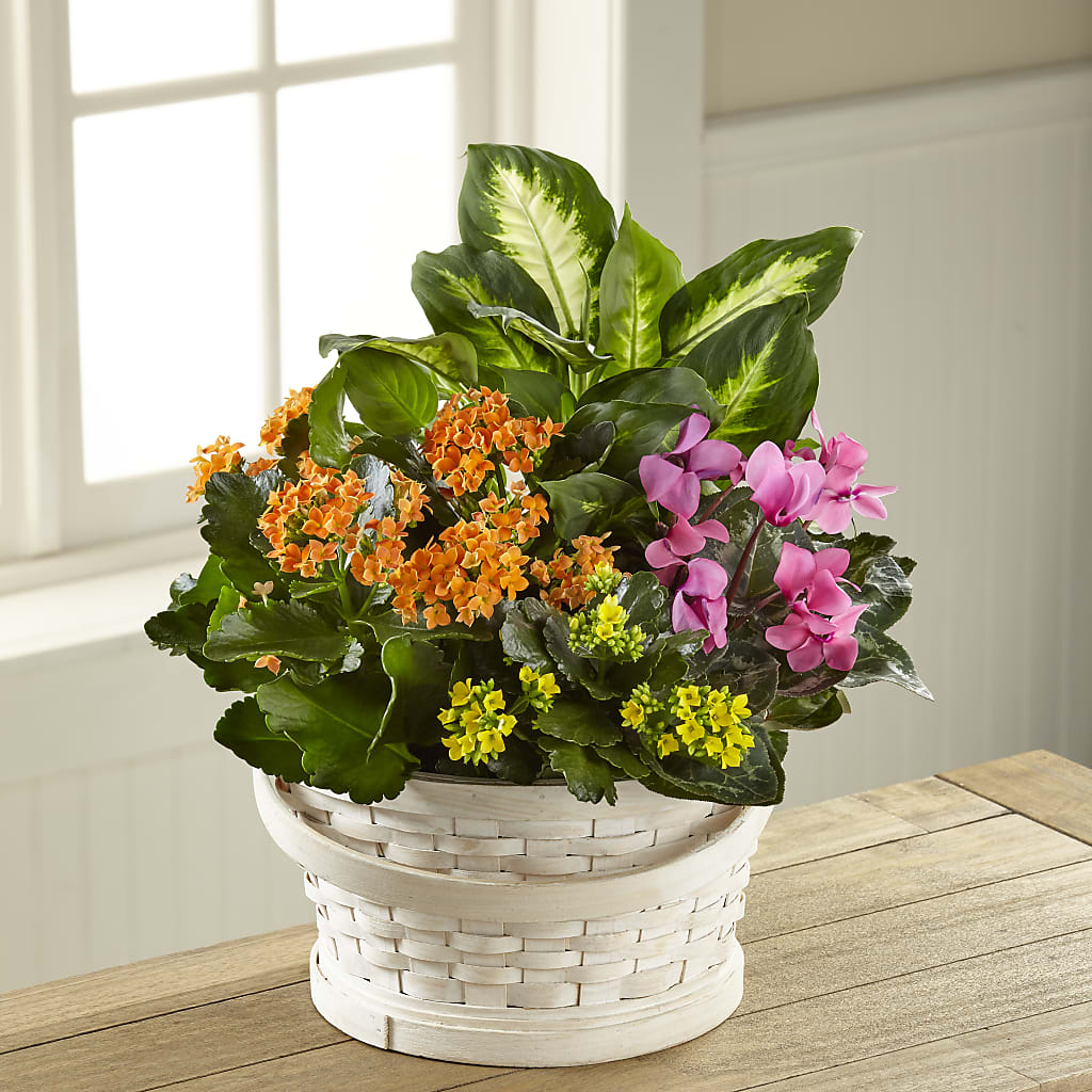 Color Crush Dishgarden – ALWAYS & FOREVER FLORAL, Delbarton WV