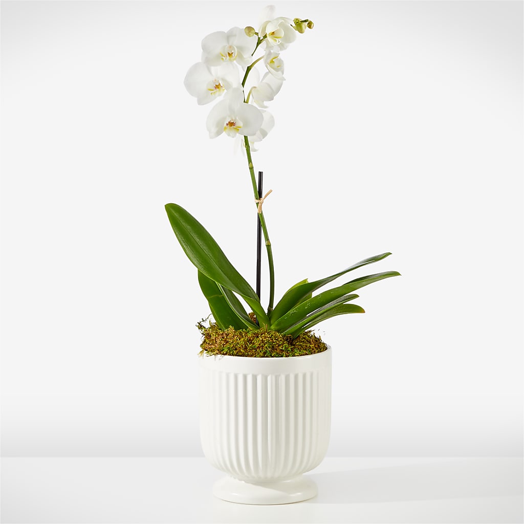 Whispering White Orchid – ALWAYS & FOREVER FLORAL, Delbarton WV