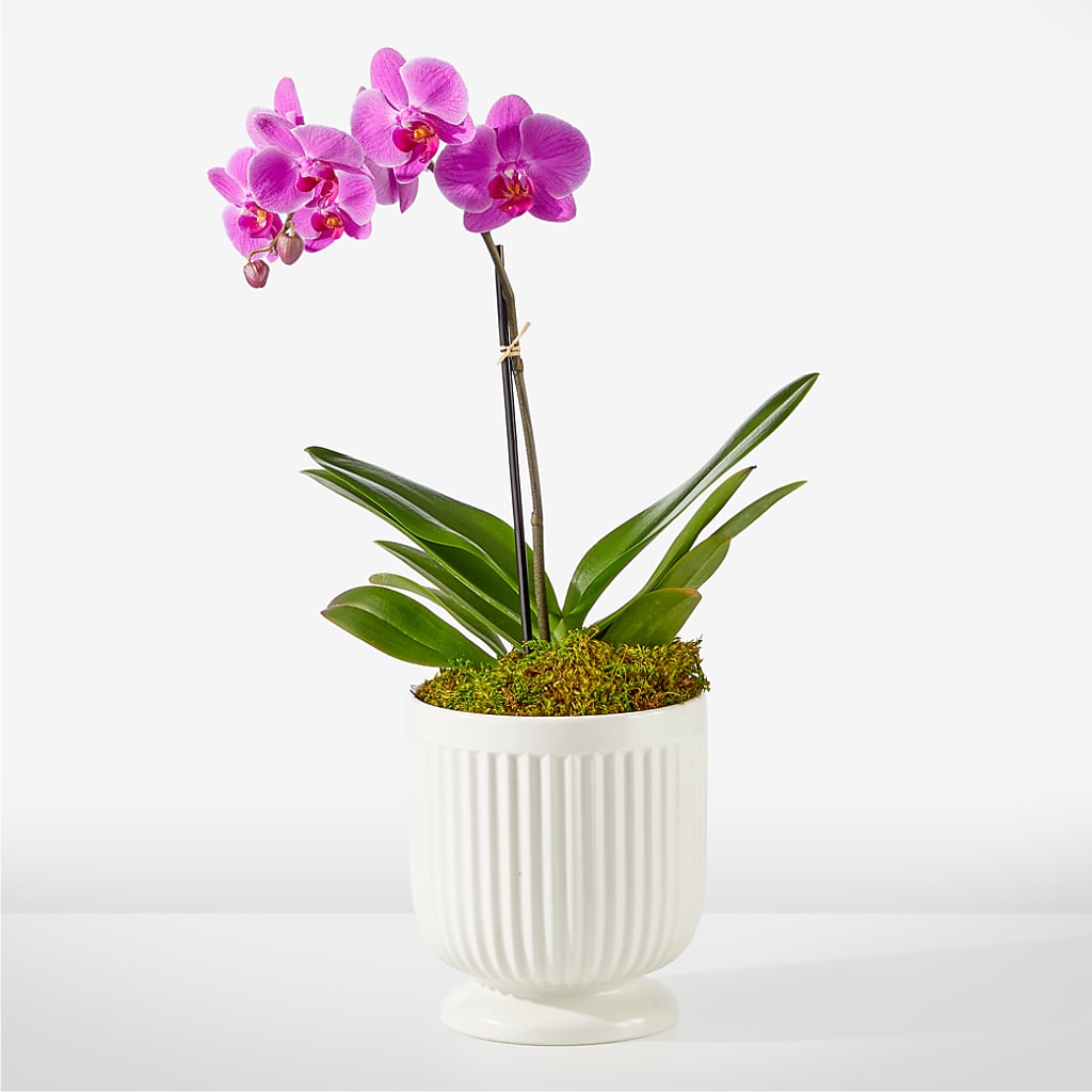 Friendly Fuchsia Orchid – ALWAYS & FOREVER FLORAL, Delbarton WV