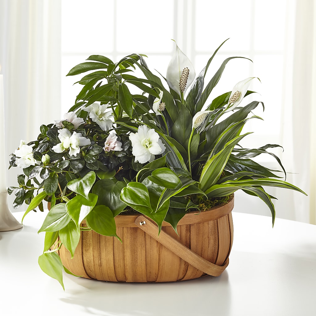 Serene Dishgarden – ALWAYS & FOREVER FLORAL, Delbarton WV