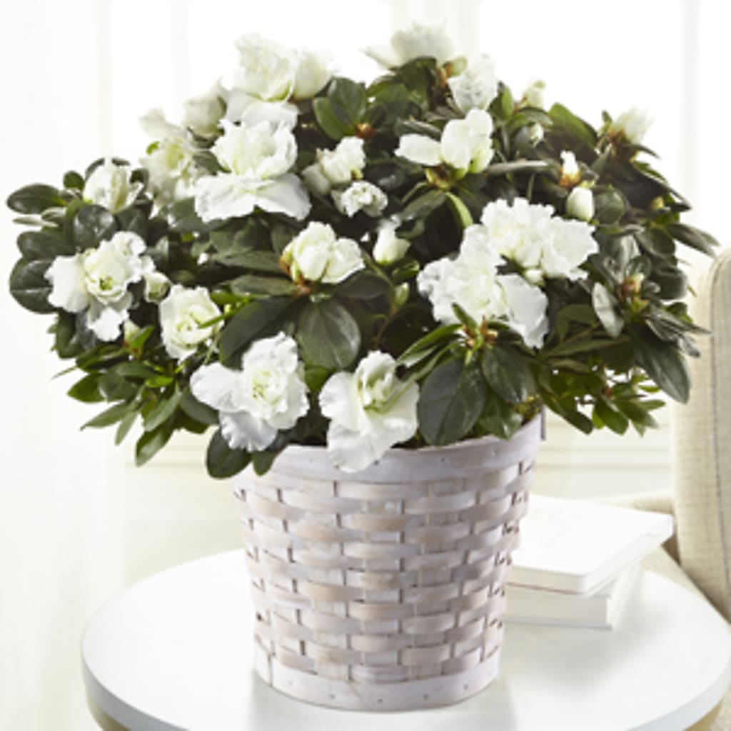White Azalea Plant – ALWAYS & FOREVER FLORAL, Delbarton WV