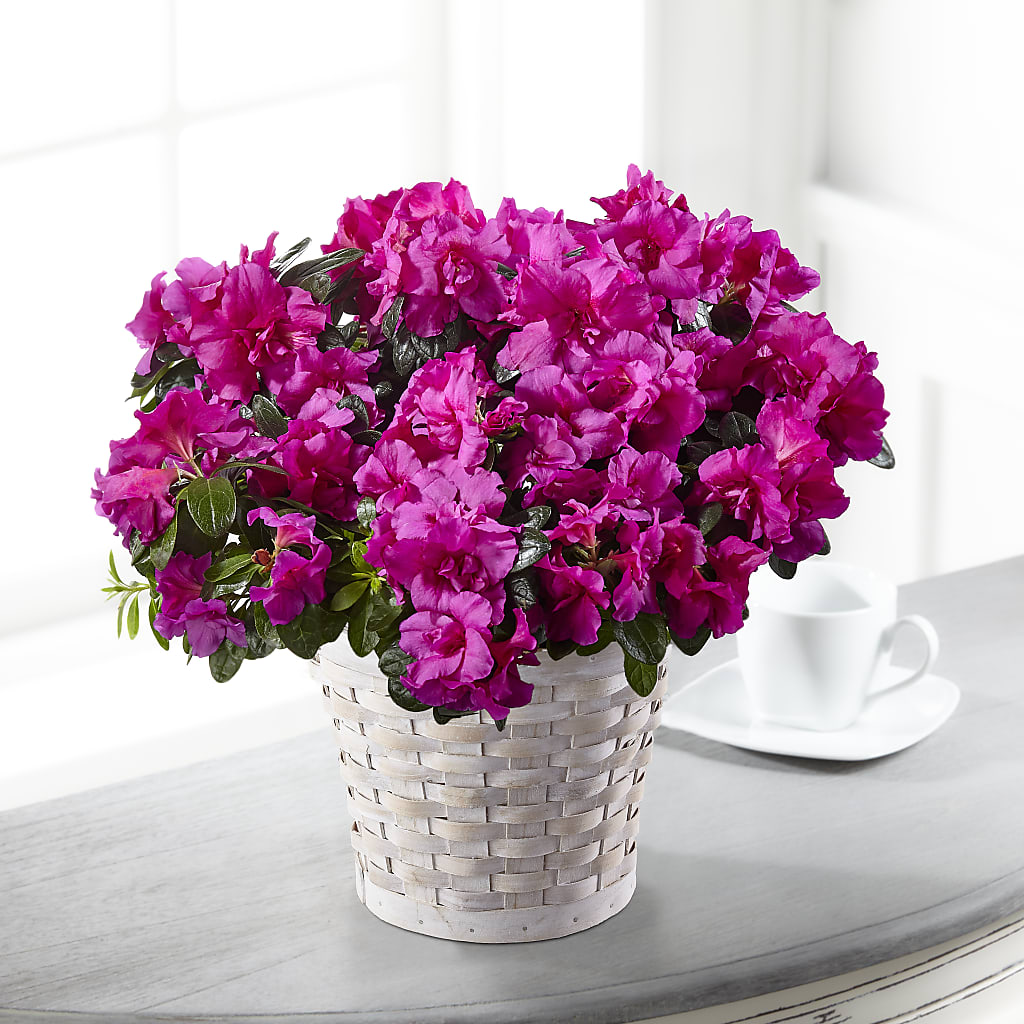 Hope & Serenity Azalea Plant – ALWAYS & FOREVER FLORAL, Delbarton WV