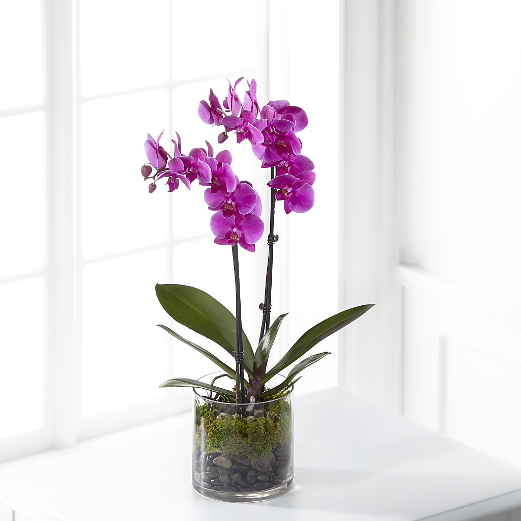 Pink Orchid Plant – ALWAYS & FOREVER FLORAL, Delbarton WV