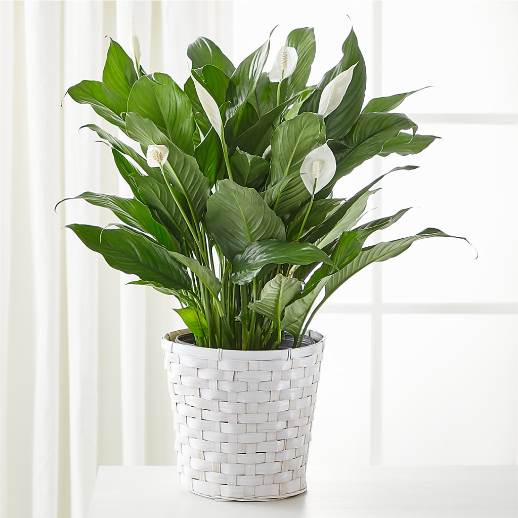 A New Leaf Peace Lily – ALWAYS & FOREVER FLORAL, Delbarton WV