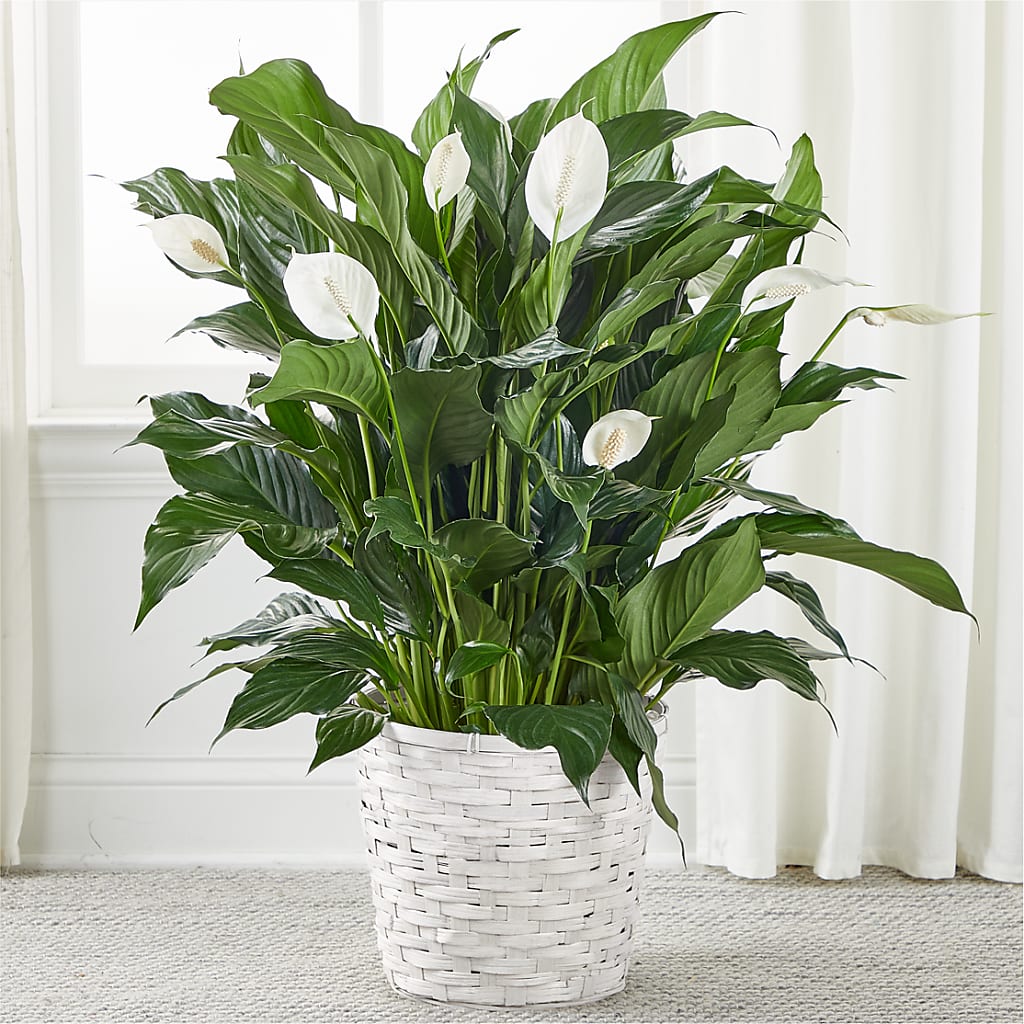 A New Leaf Peace Lily – ALWAYS & FOREVER FLORAL, Delbarton WV
