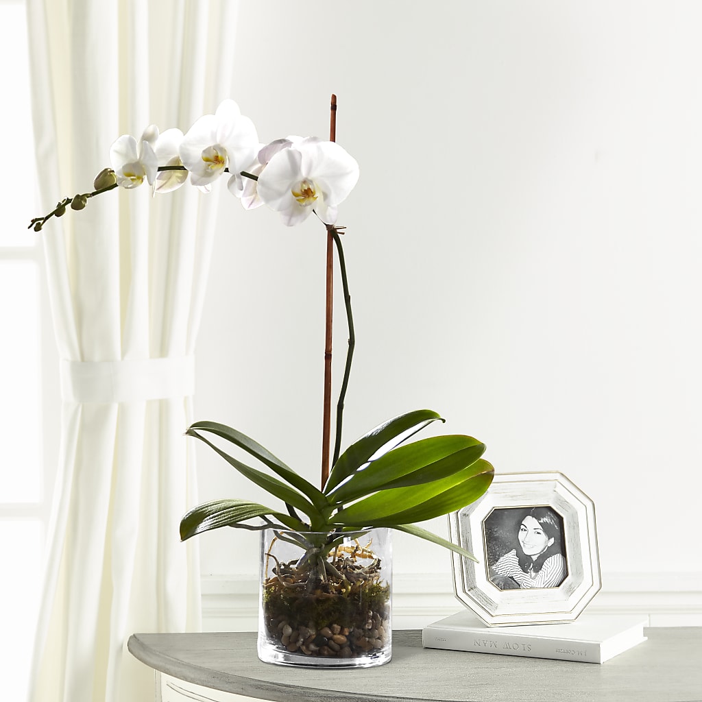 White Orchid Planter – ALWAYS & FOREVER FLORAL, Delbarton WV