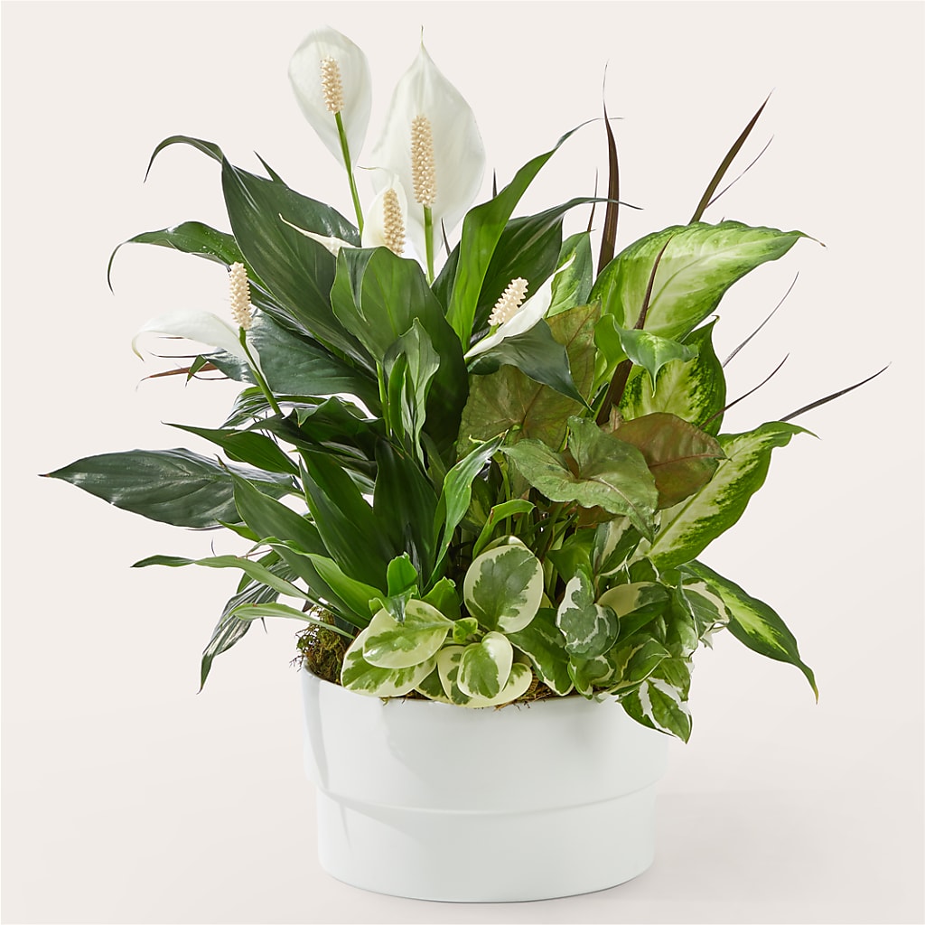 Radiating Positivity Dishgarden – ALWAYS & FOREVER FLORAL, Delbarton WV