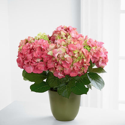 Pink Hydrangea Planter – ALWAYS & FOREVER FLORAL, Delbarton WV