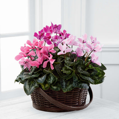 Mixed Cyclamen Planter – ALWAYS & FOREVER FLORAL, Delbarton WV