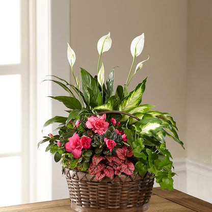 Dream in Pink Dishgarden – ALWAYS & FOREVER FLORAL, Delbarton WV