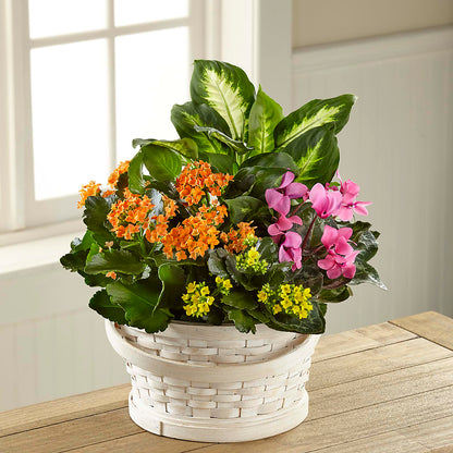 Color Crush Dishgarden – ALWAYS & FOREVER FLORAL, Delbarton WV
