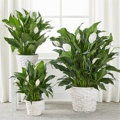 A New Leaf Peace Lily – ALWAYS & FOREVER FLORAL, Delbarton WV