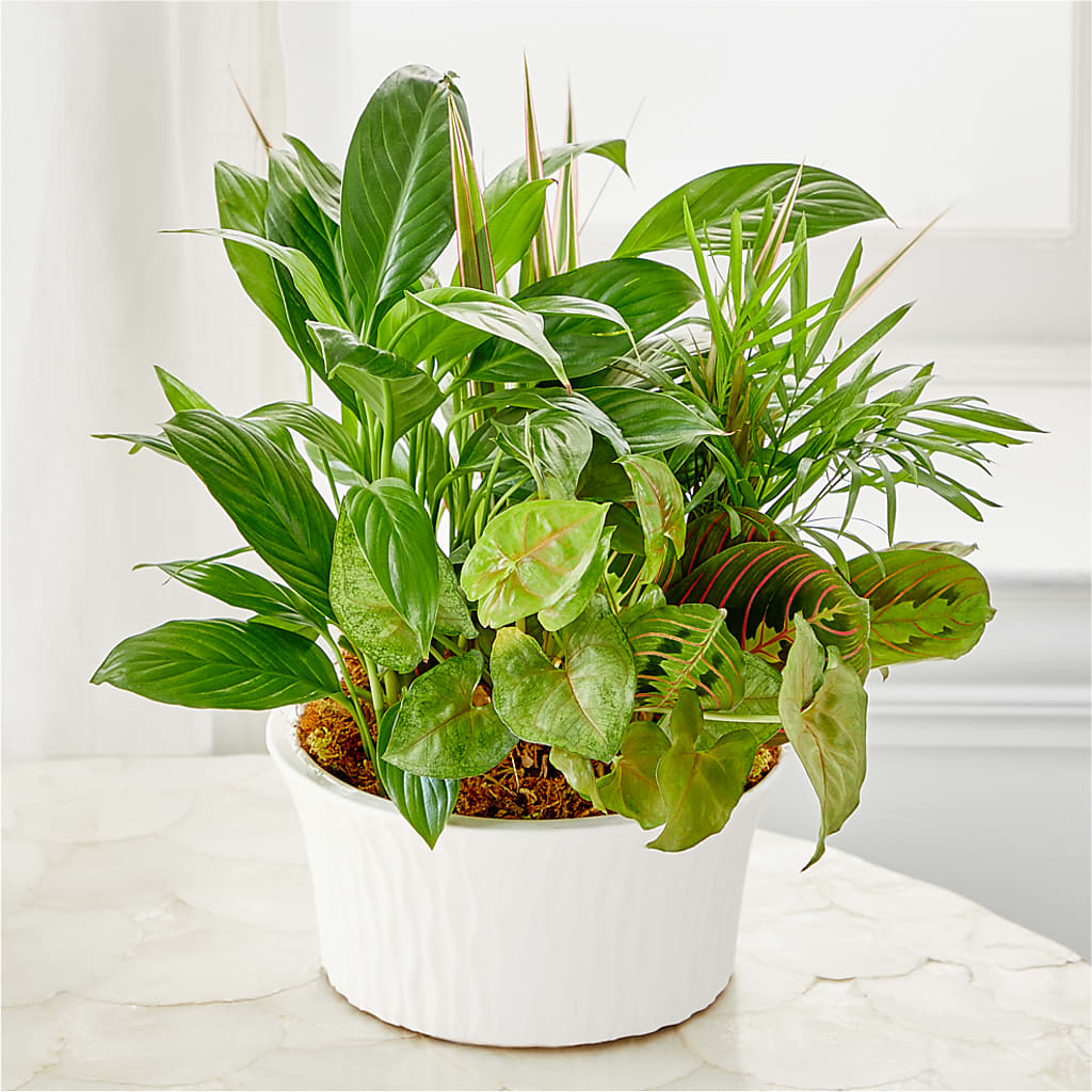 Balance & Harmony Dishgarden – ALWAYS & FOREVER FLORAL, Delbarton WV