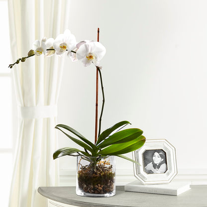 White Orchid Planter – ALWAYS & FOREVER FLORAL, Delbarton WV